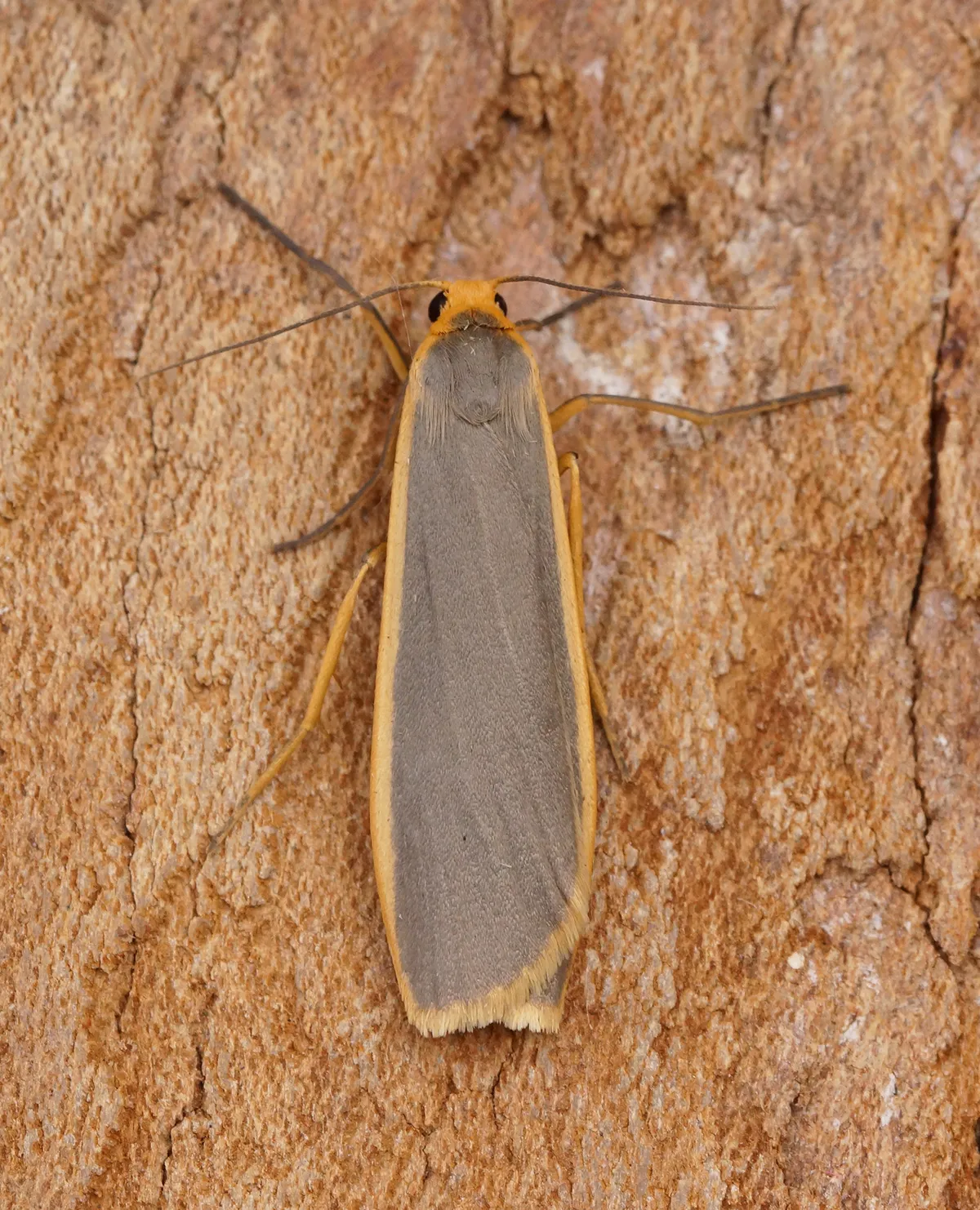 Common Footman