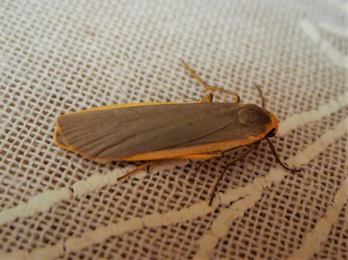 Common Footman