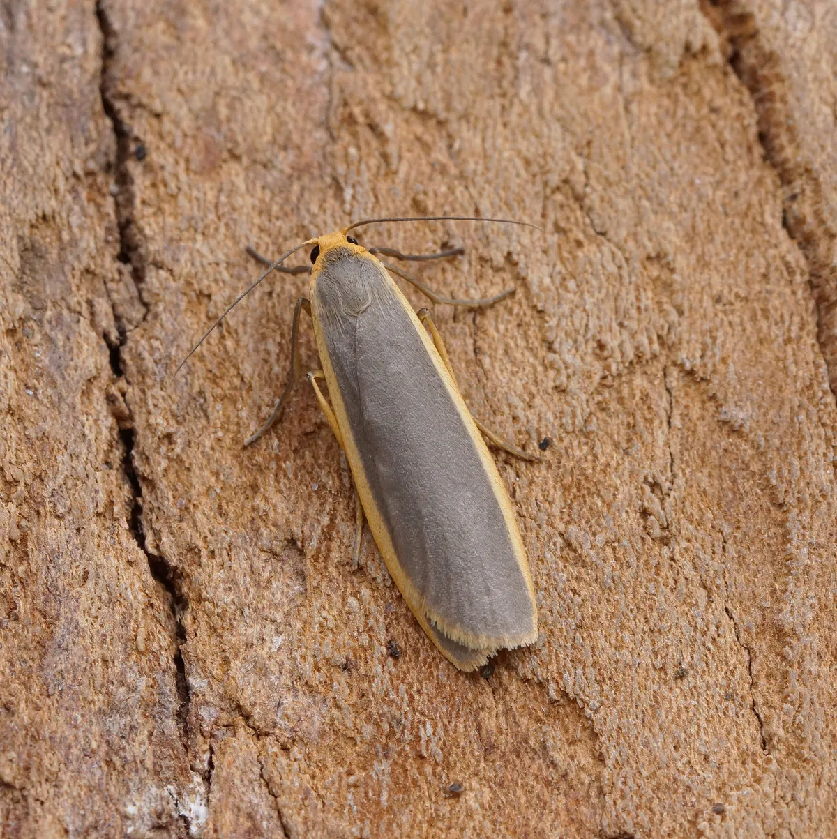 Common Footman