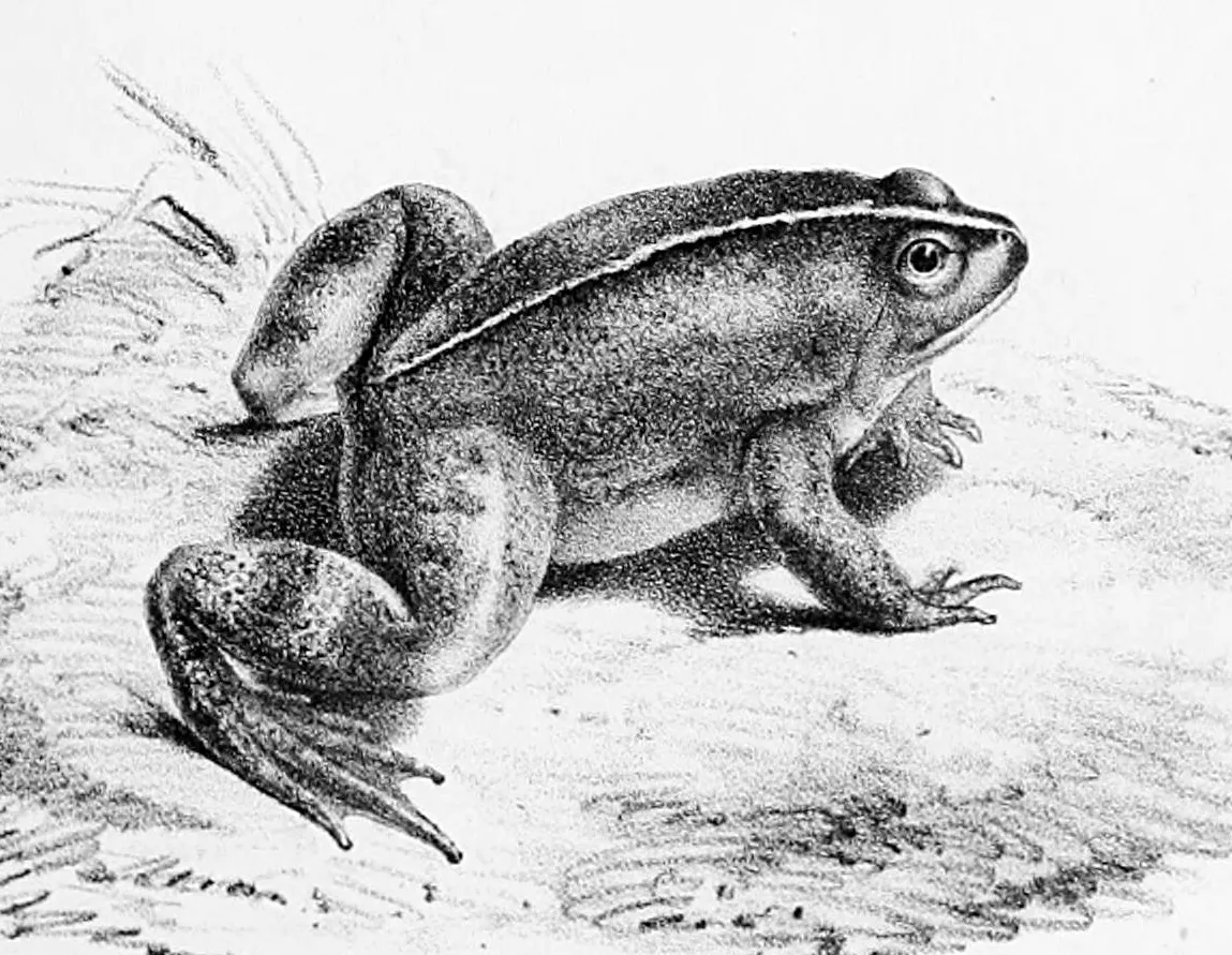 Common Puddle Frog