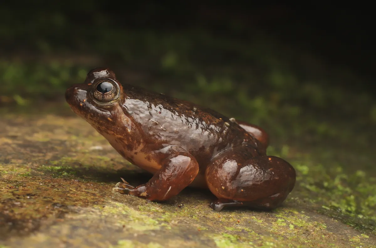 Common Puddle Frog
