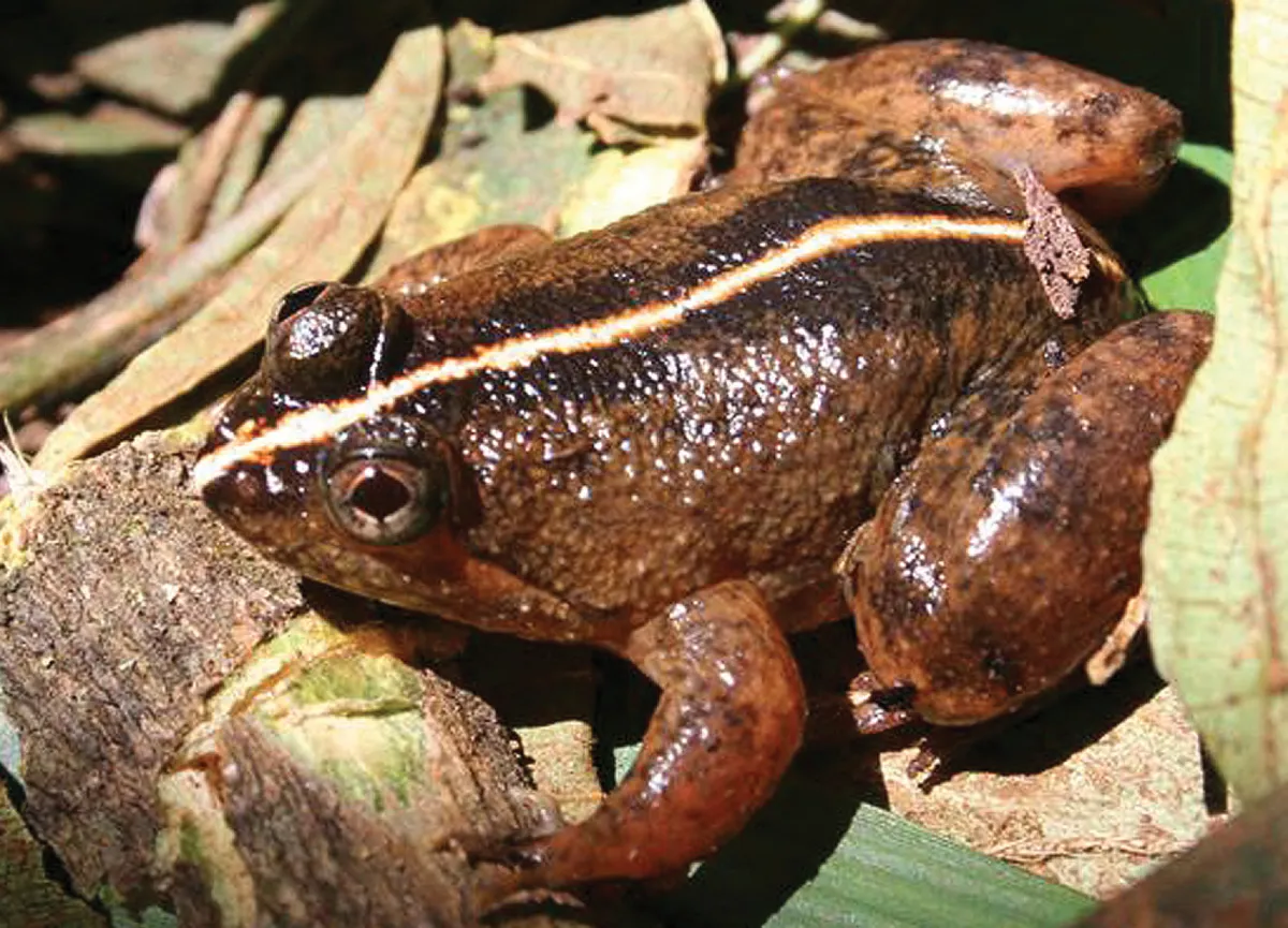 Common Puddle Frog