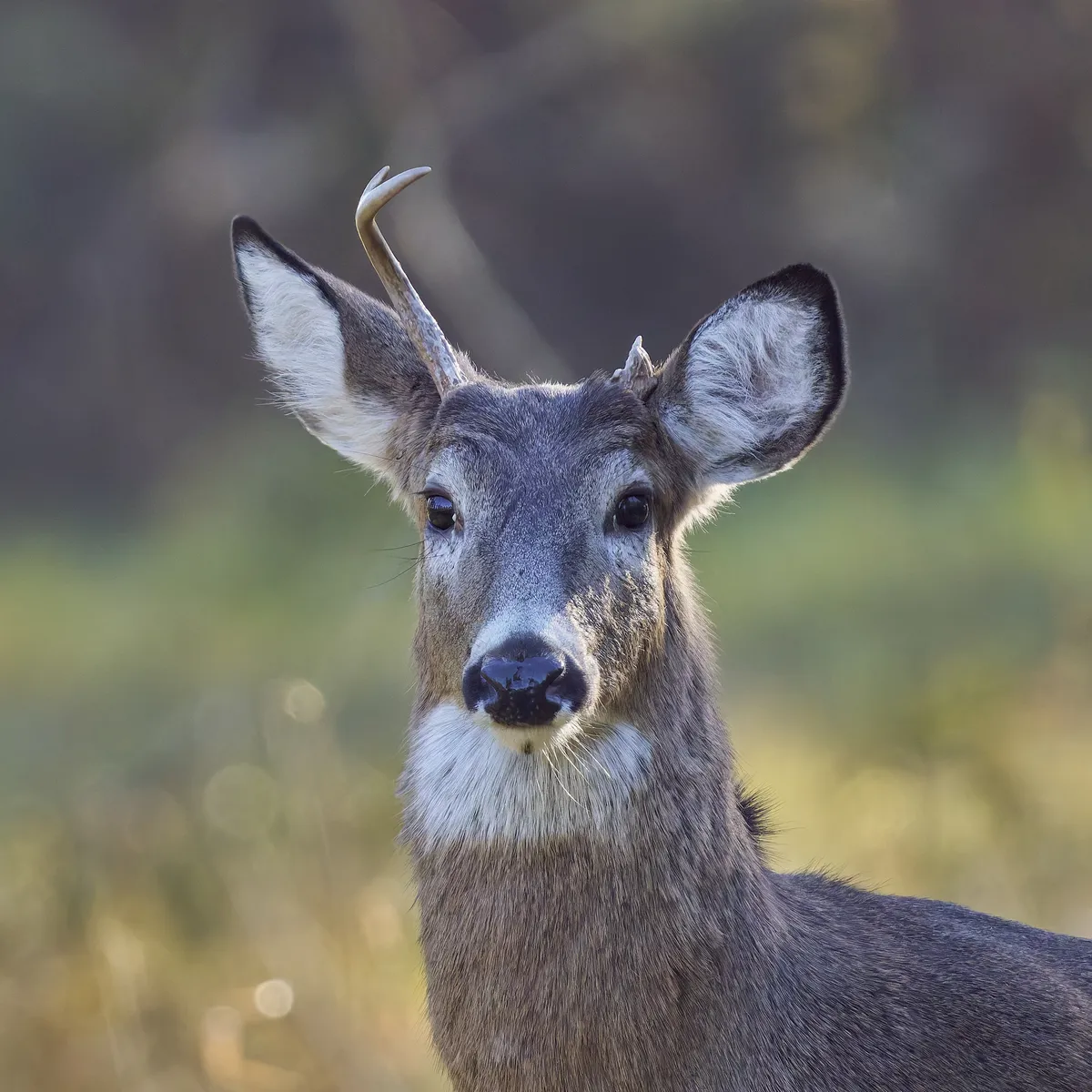 White-tailed Deer