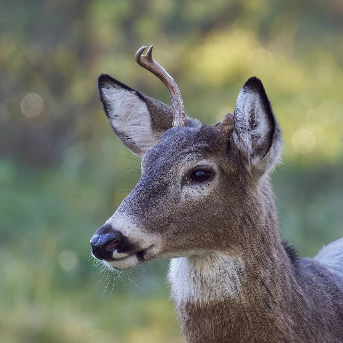 White-tailed Deer