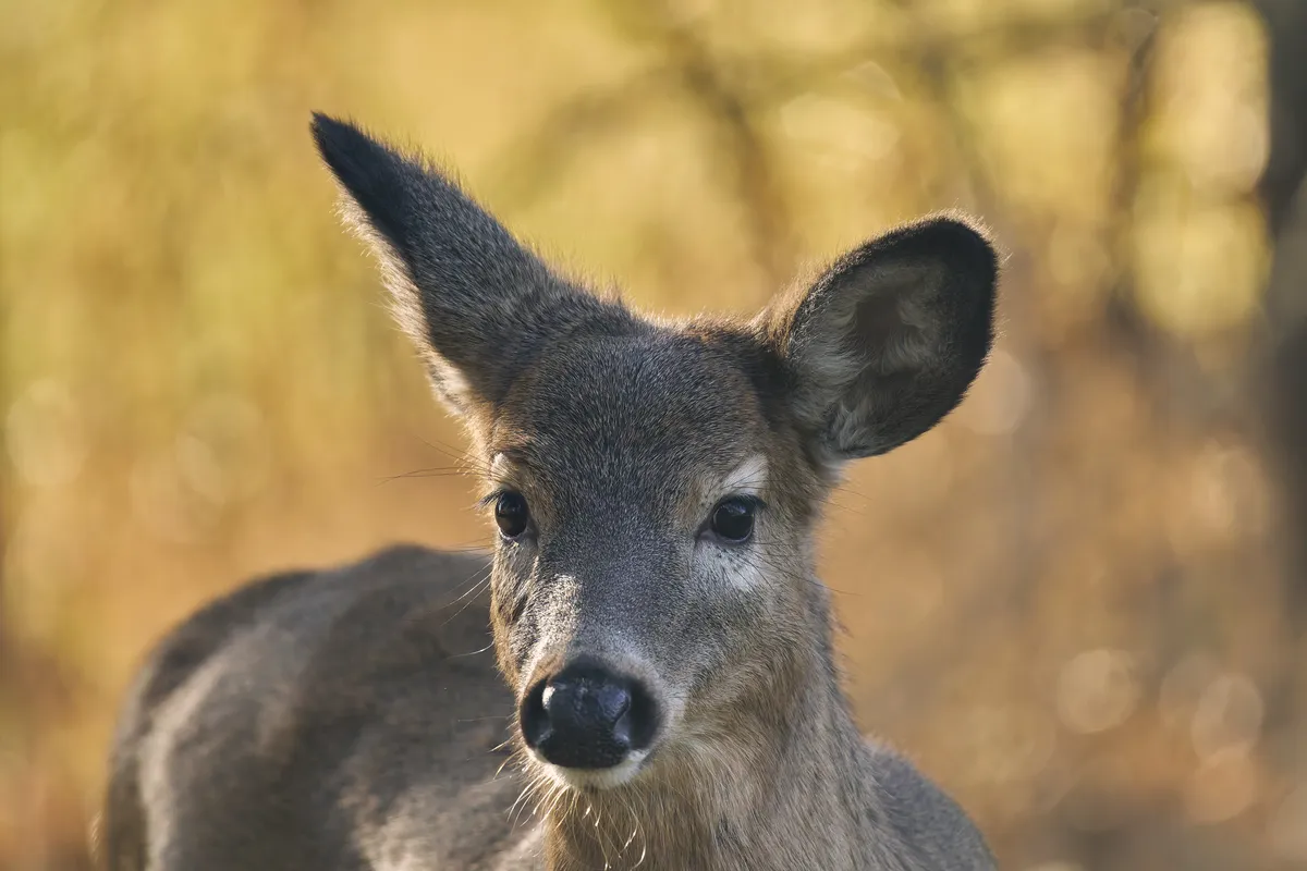 White-tailed Deer