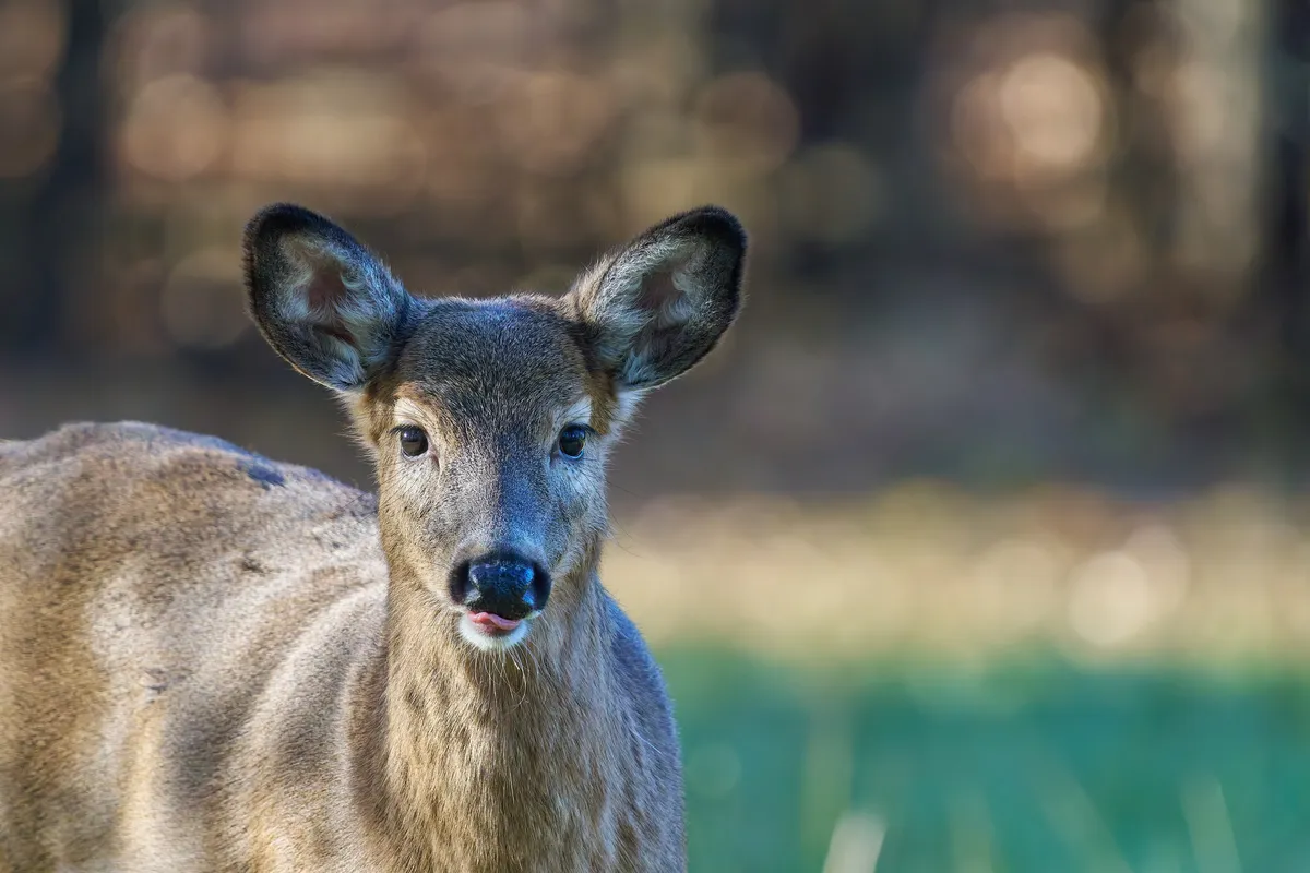 White-tailed Deer