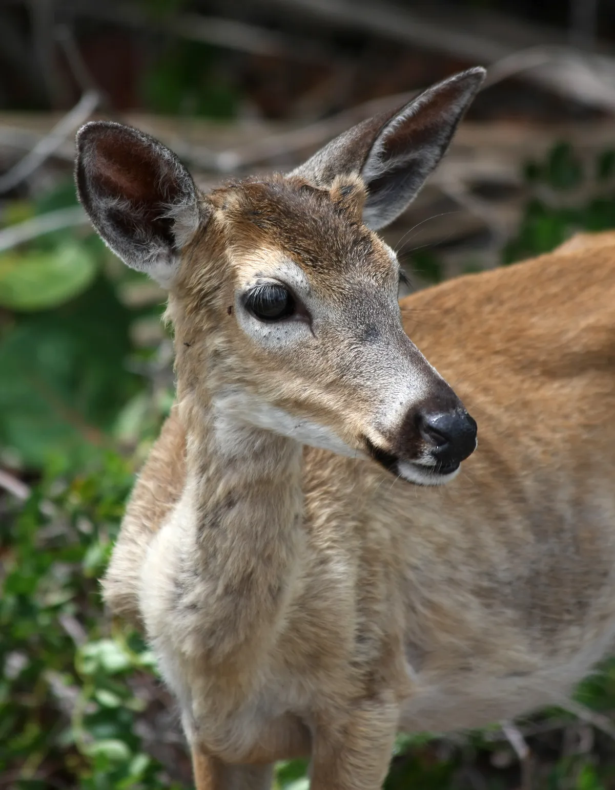 White-tailed Deer