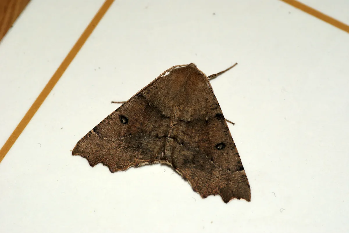 Polilla Hazel Dentada