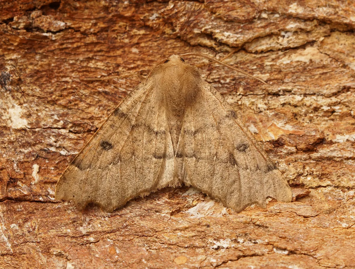 Polilla Hazel Dentada