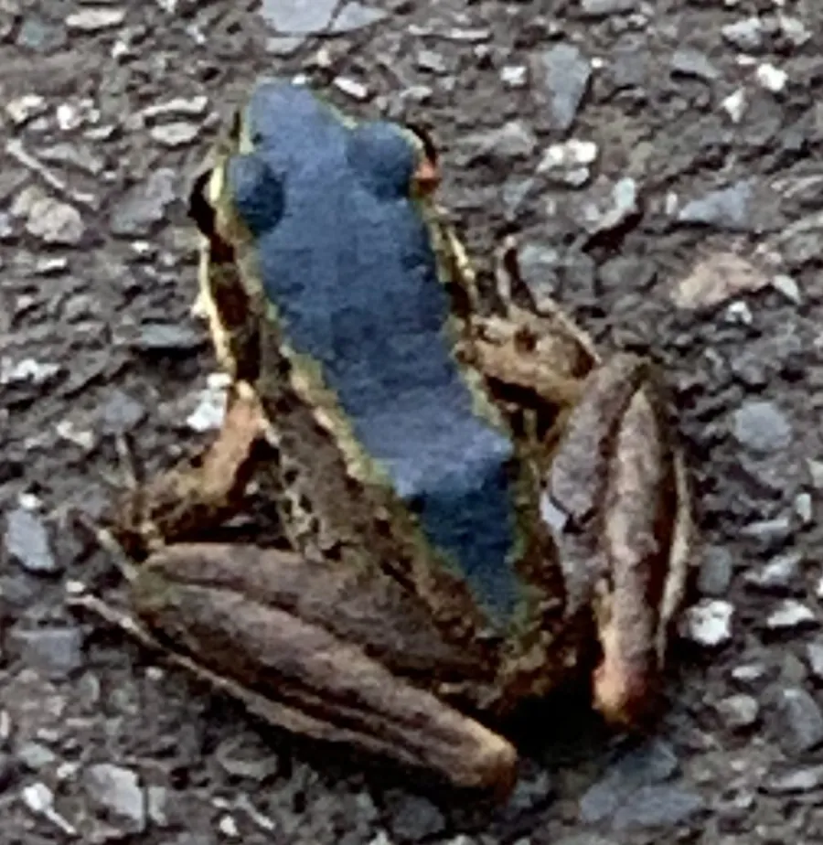 Rana de Bangkimtsing