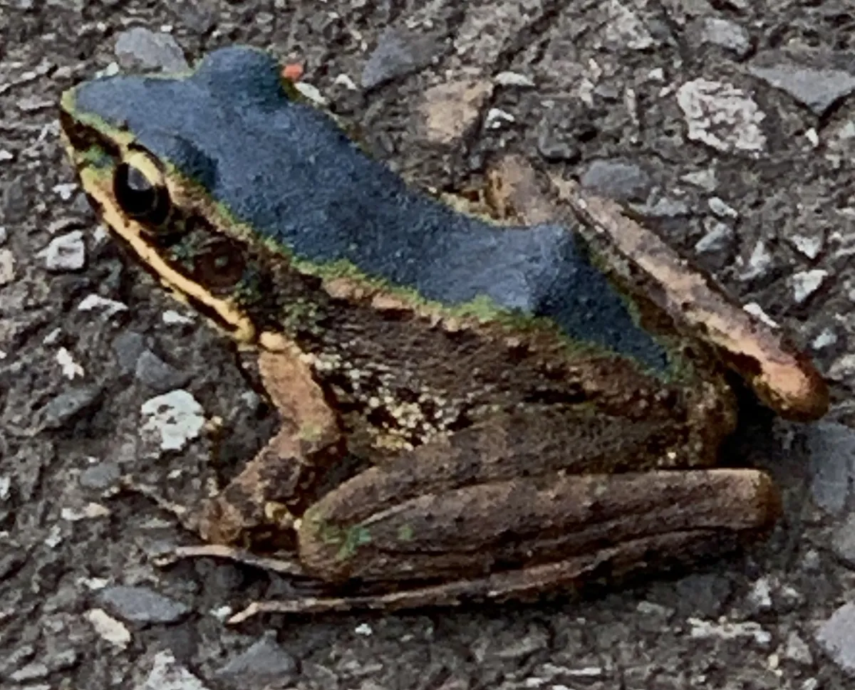 Rana de Bangkimtsing