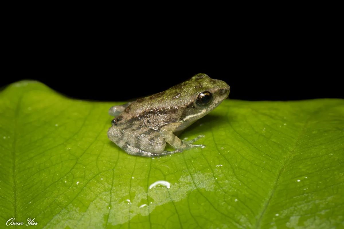 Rana de Bangkimtsing