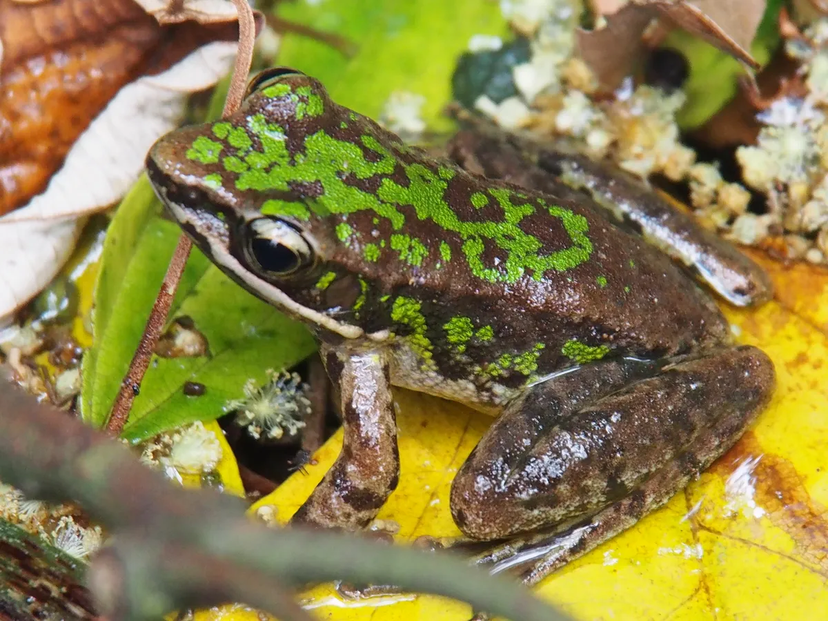 Rana de Bangkimtsing