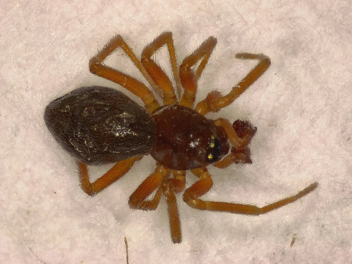 Araña Enana de Sábana