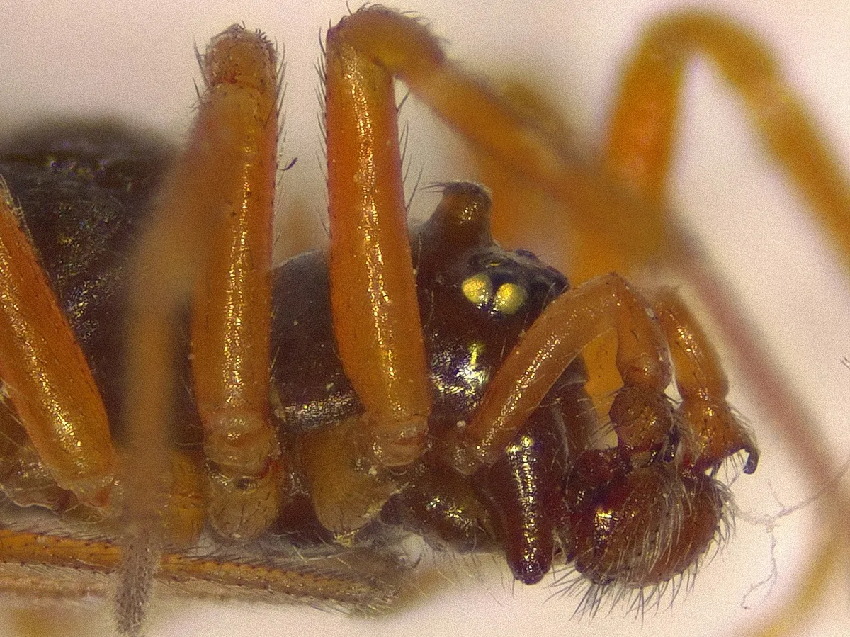 Araña Enana de Sábana