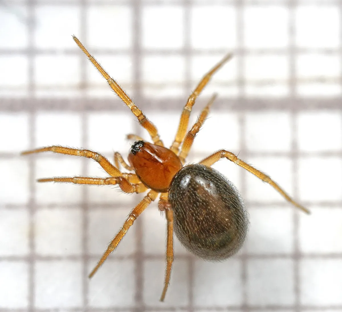 Araña Enana Oscura