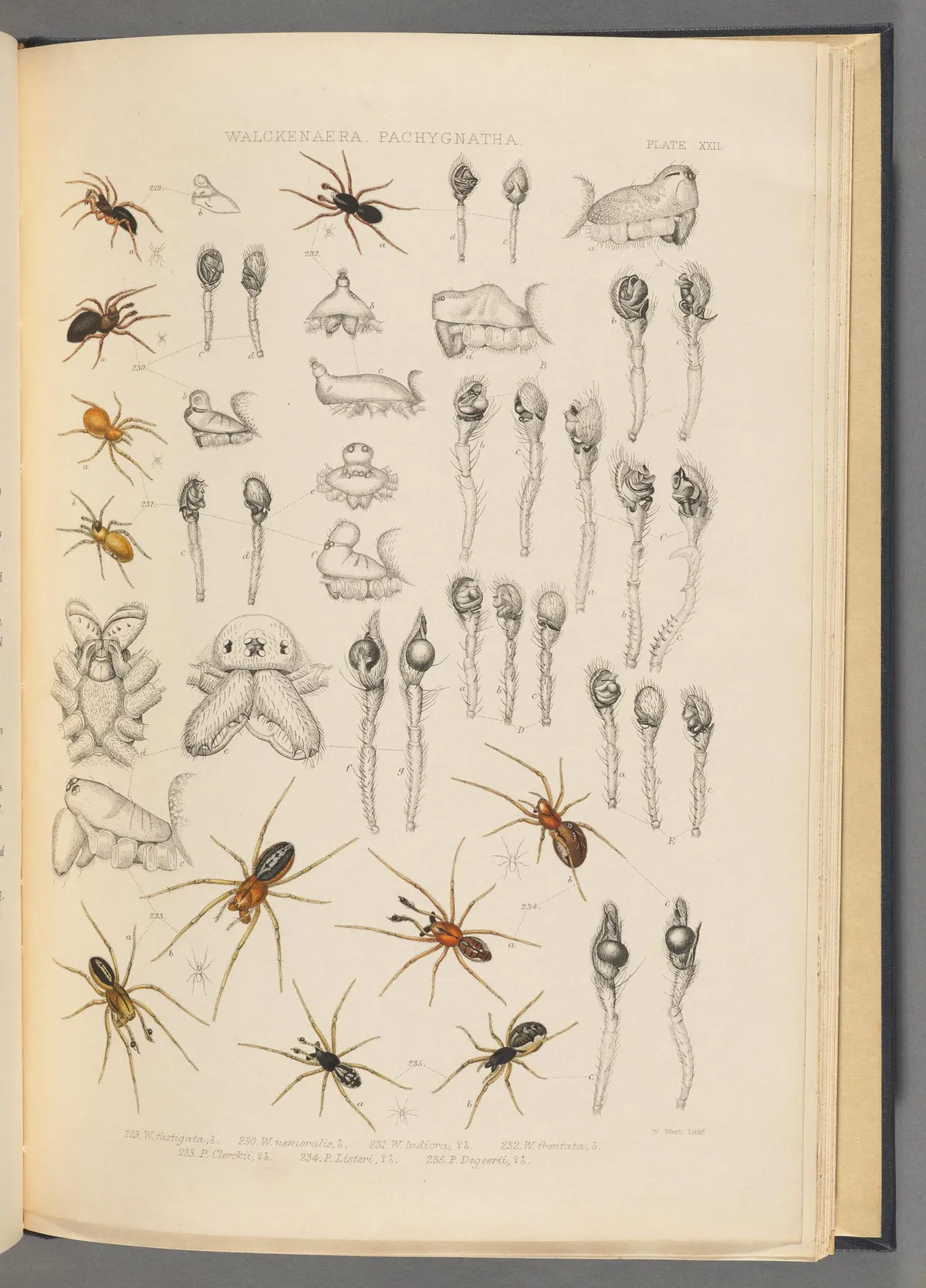 Araña de Hoja Gibosa