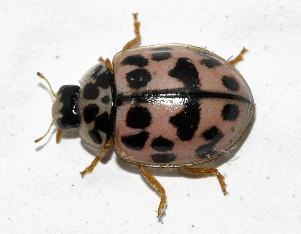 Oenopia conglobata