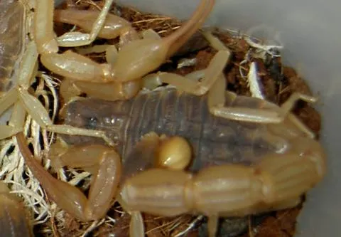 Escorpión de Martens