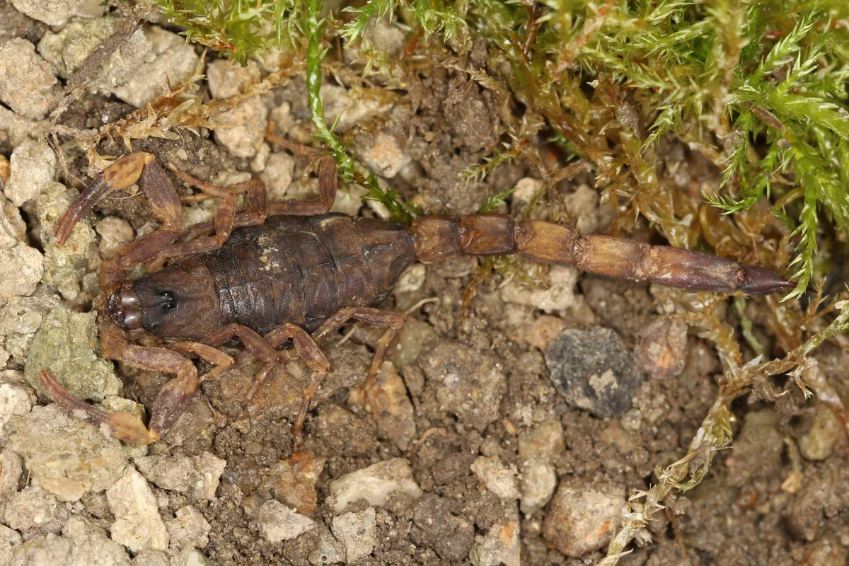 Escorpión de Martens