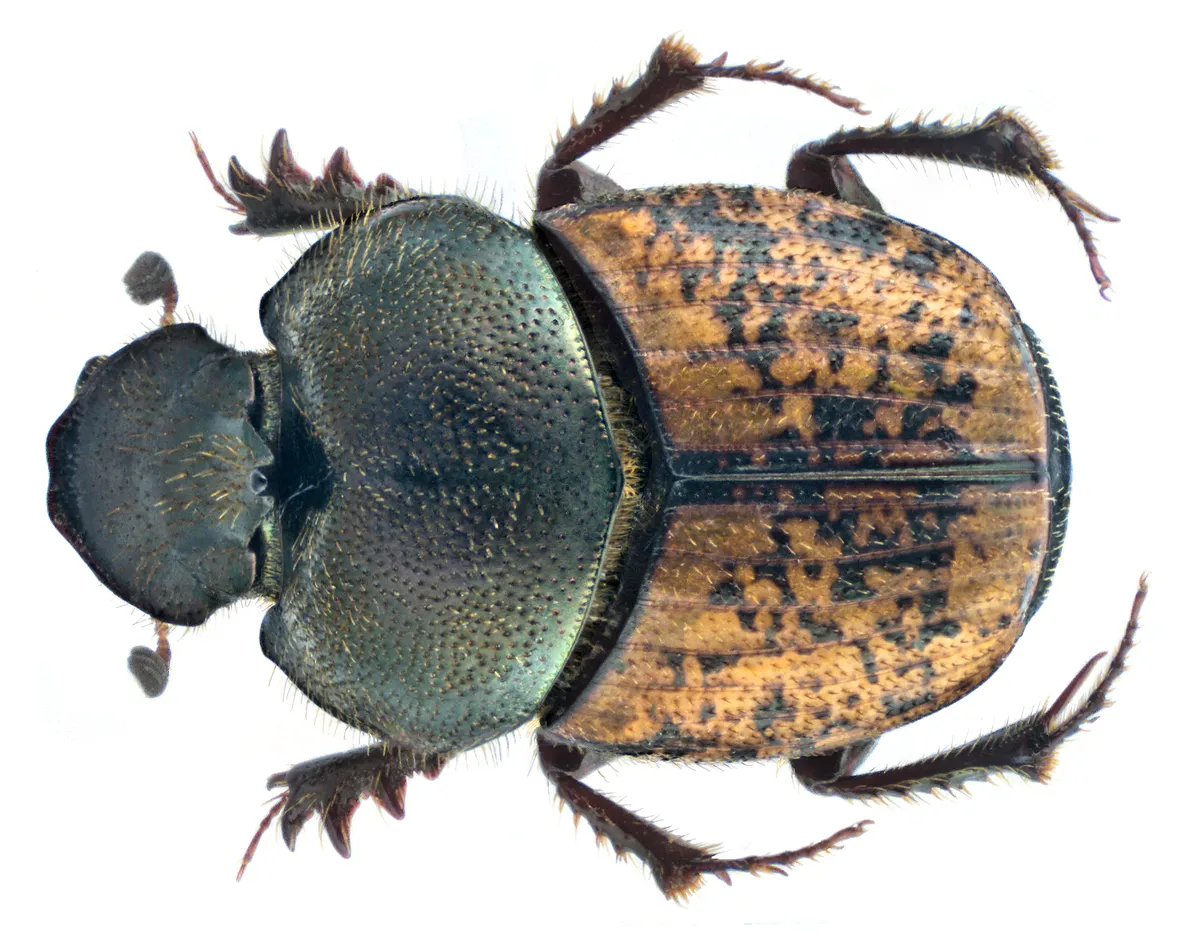 Onthophagus similis