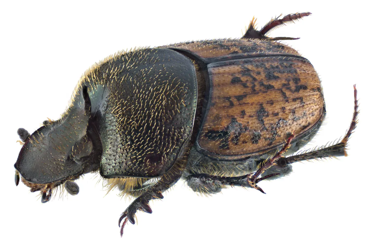 Dung Beetle Similis