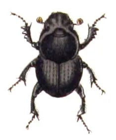 Onthophagus taurus