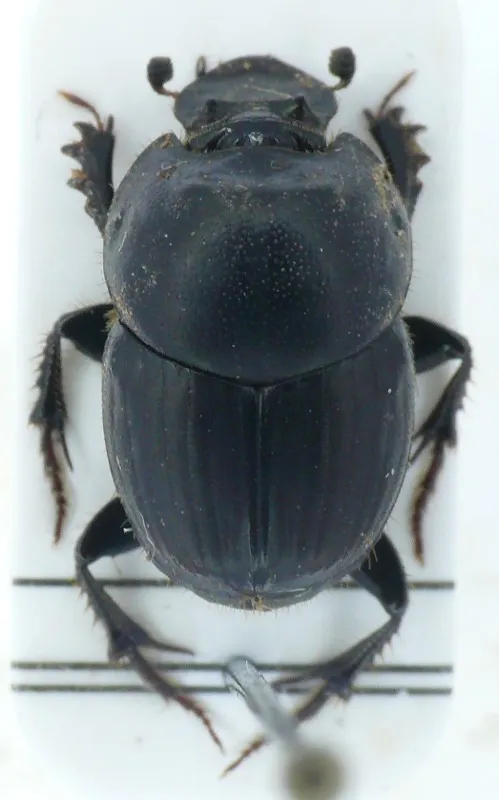 Bull-headed Dung Beetle