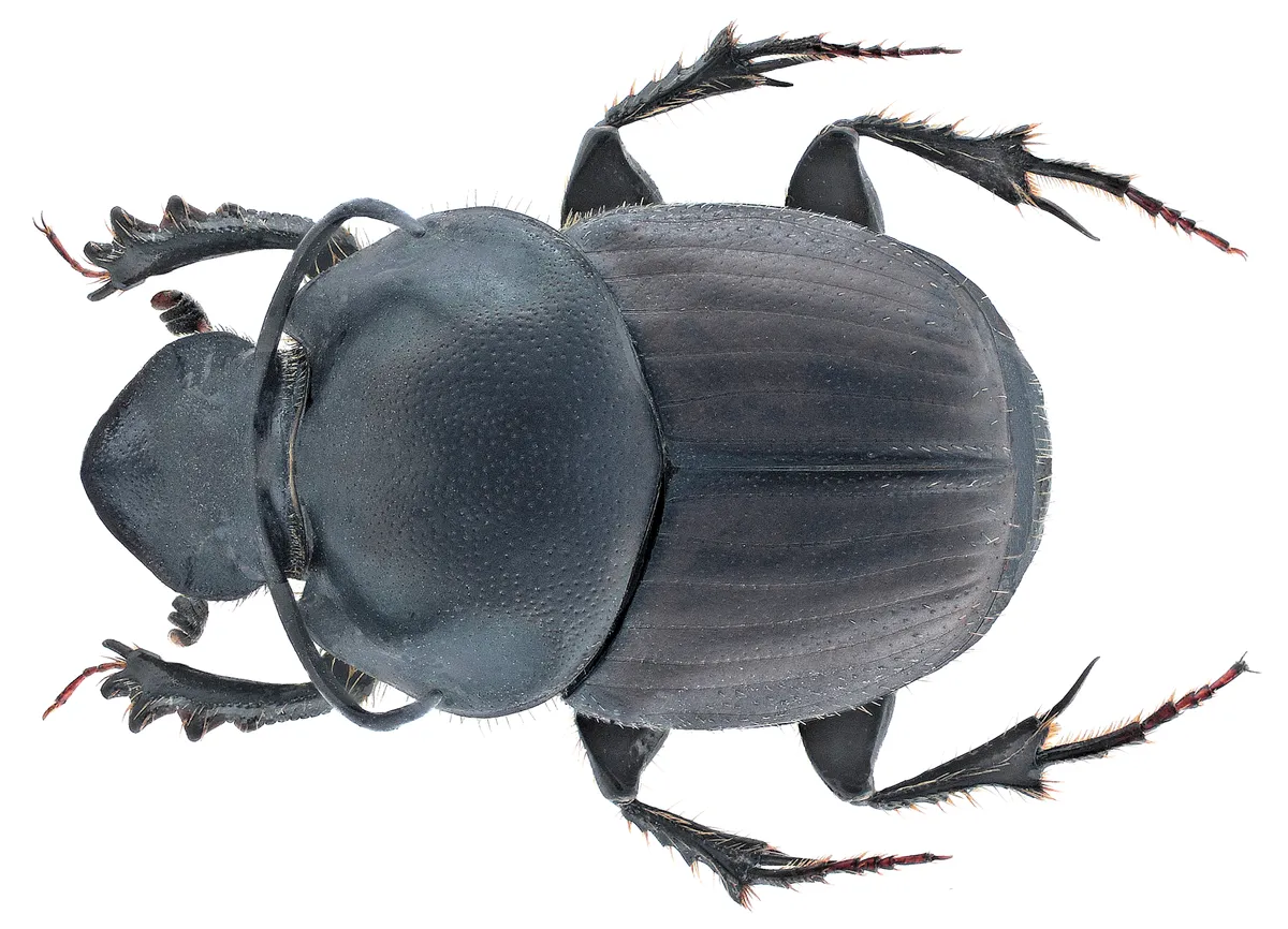 Bull-headed Dung Beetle