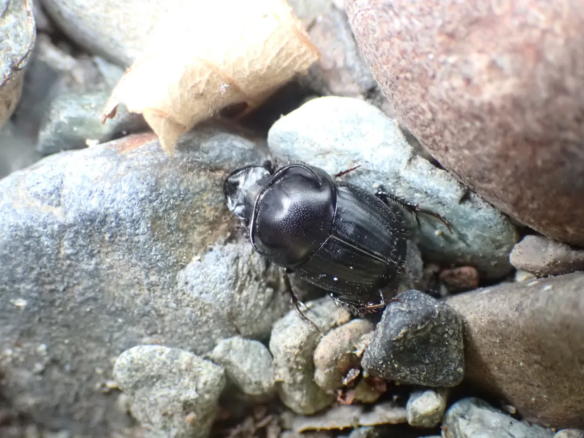 Bull-headed Dung Beetle