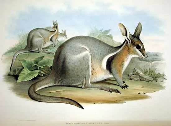 Bridled Nail-tail Wallaby
