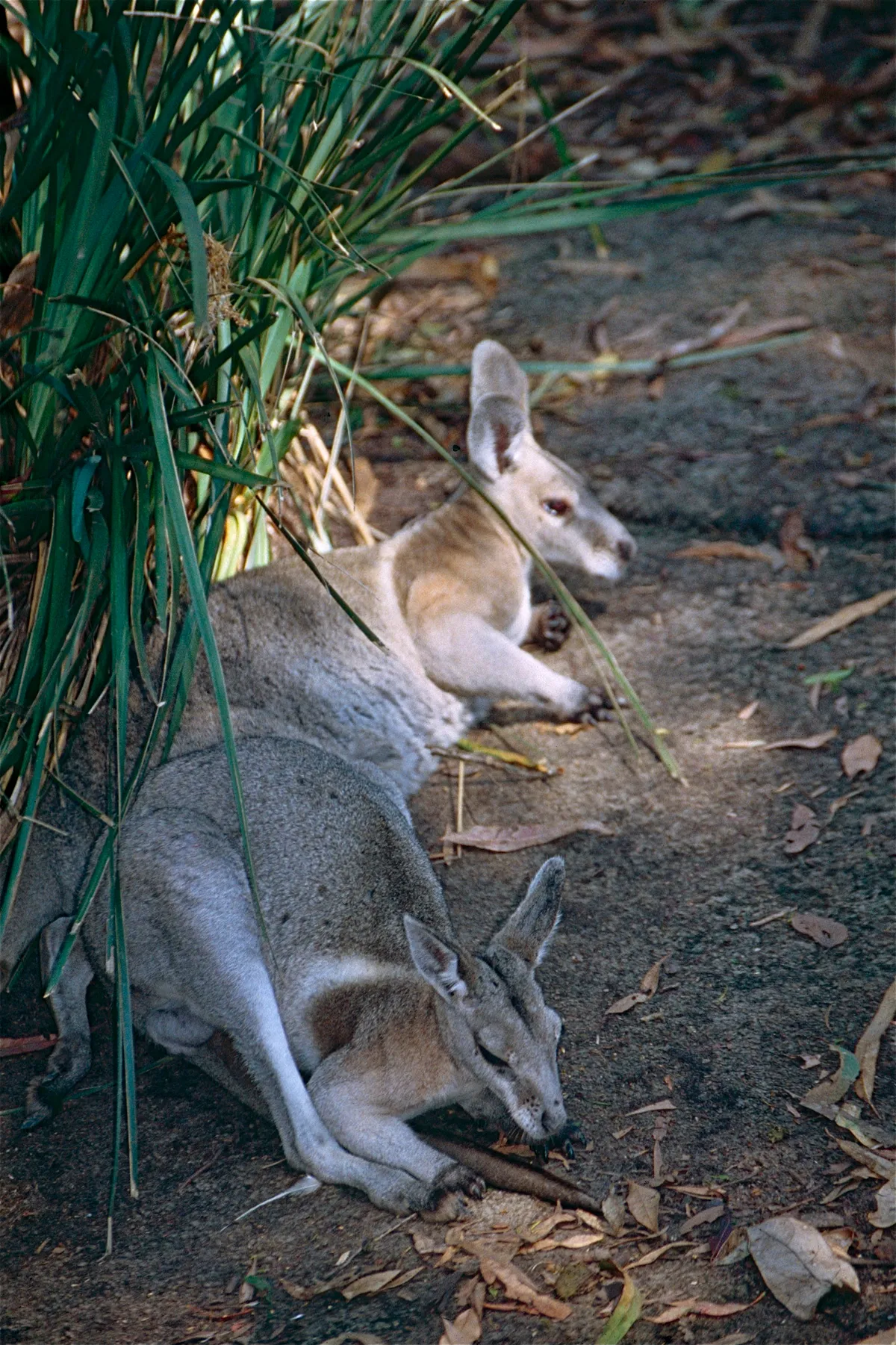 Bridled Nail-tail Wallaby