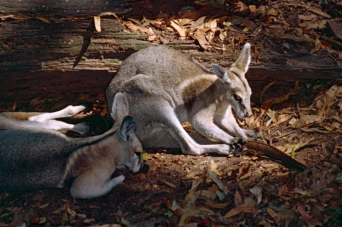 Bridled Nail-tail Wallaby