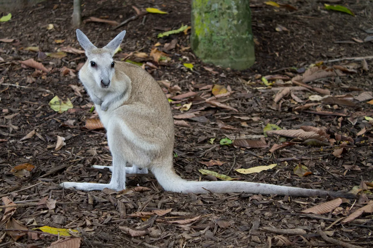 Bridled Nail-tail Wallaby