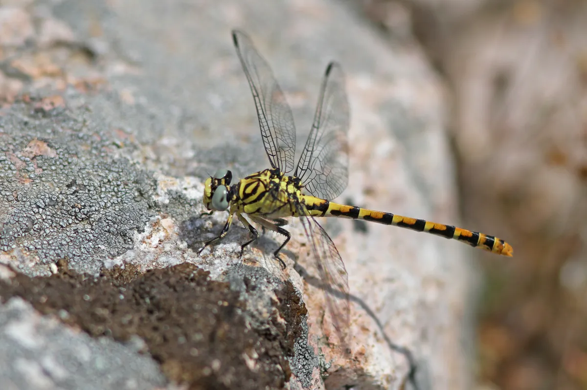 Small Pincertail