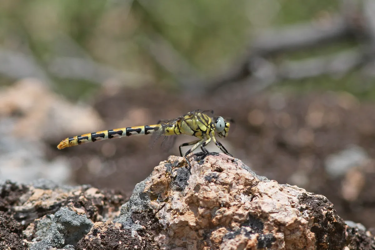 Small Pincertail