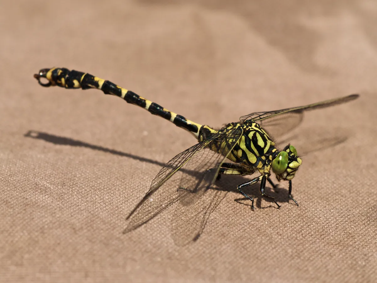 Small Pincertail