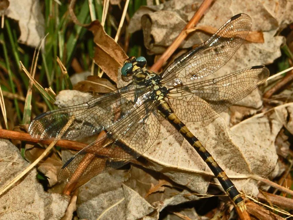 Onychogomphus uncatus