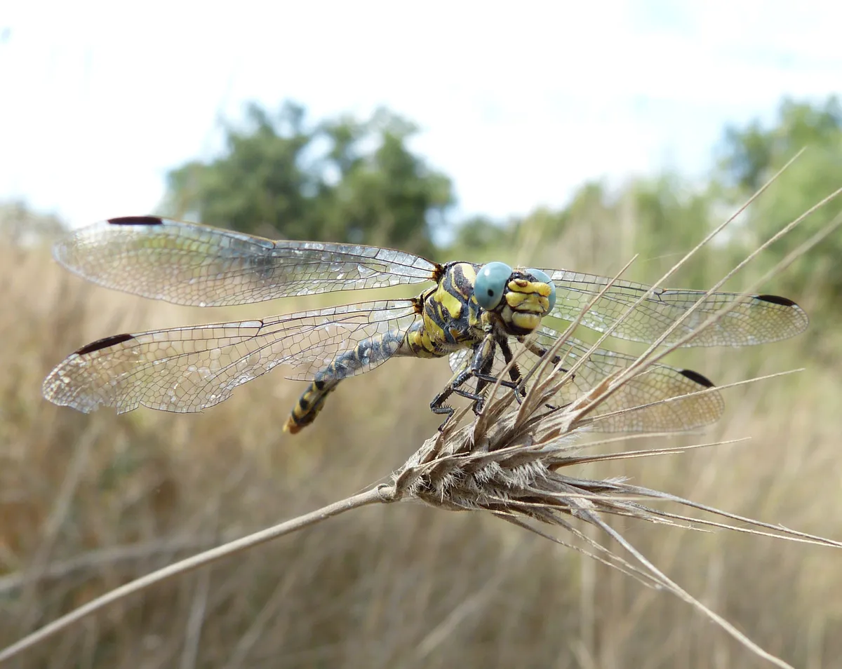 Large Pincertail Dragonfly
