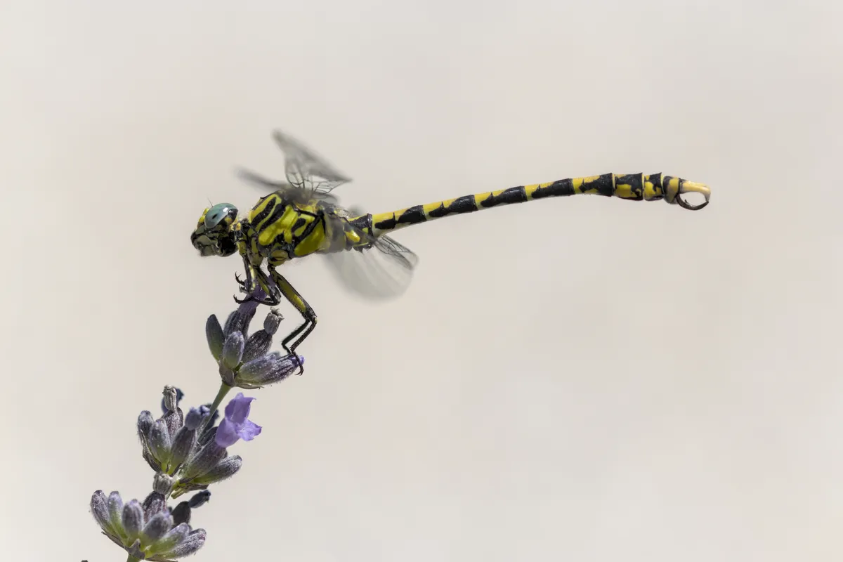 Large Pincertail Dragonfly