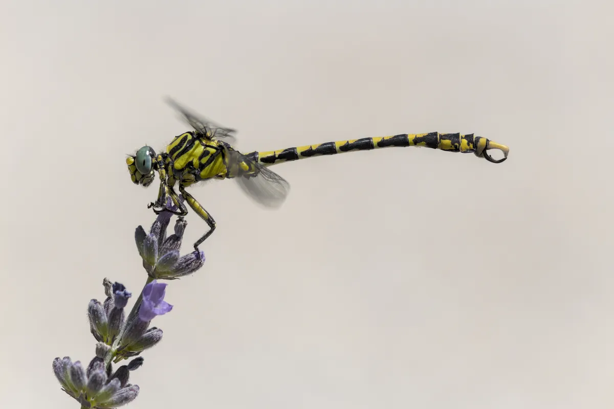 Large Pincertail Dragonfly
