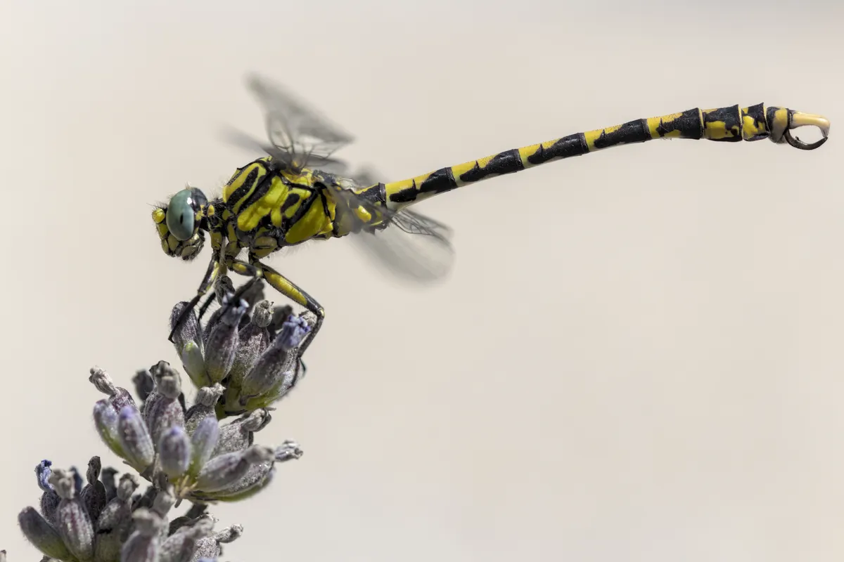 Large Pincertail Dragonfly