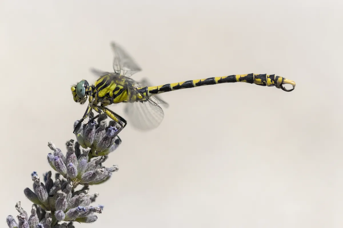 Large Pincertail Dragonfly