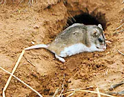 Northern Grasshopper Mouse