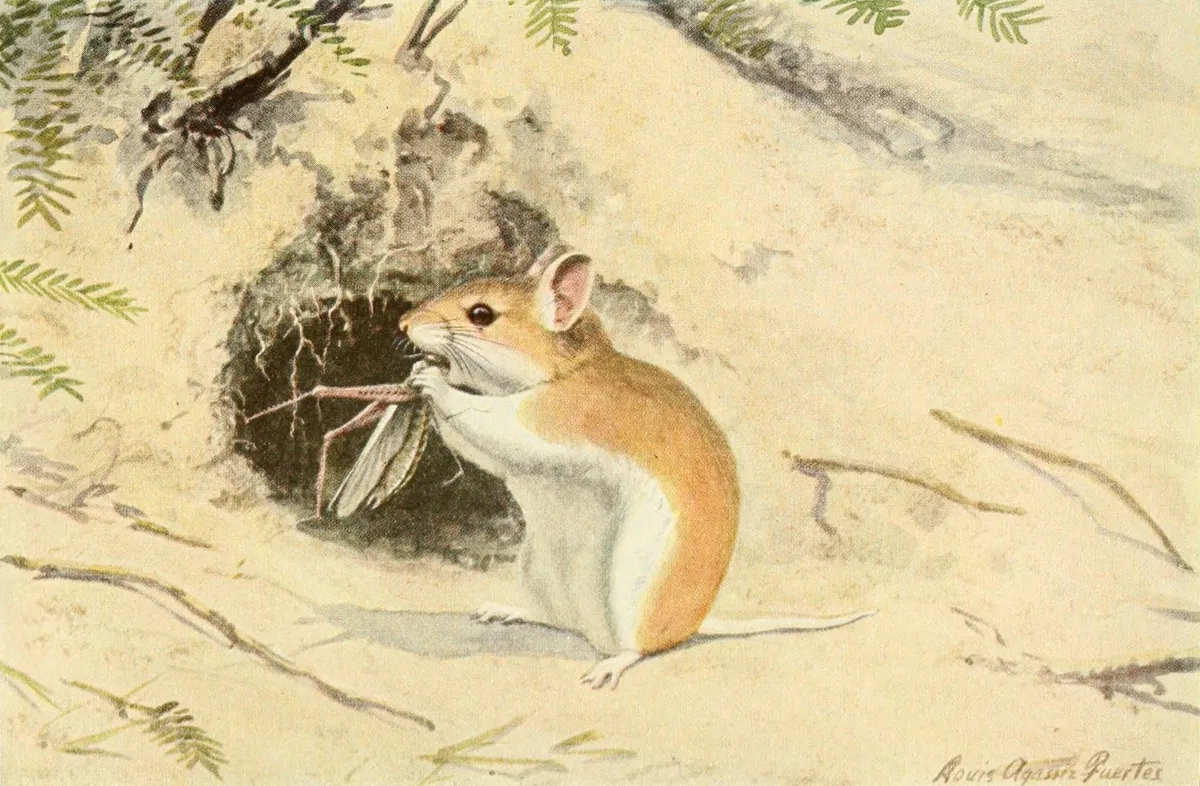 Northern Grasshopper Mouse