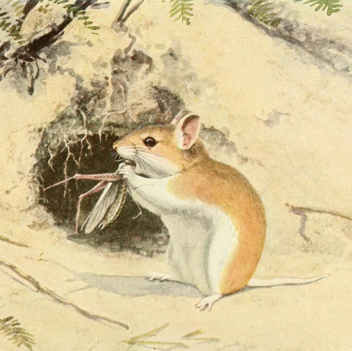 Northern Grasshopper Mouse