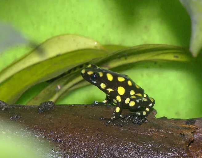 Harlequin Poison Frog