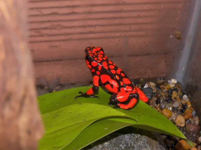 Harlequin Poison Frog
