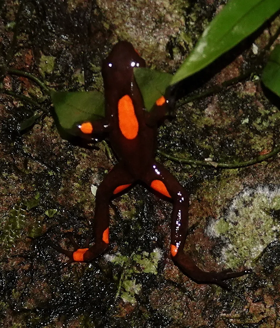 Harlequin Poison Frog