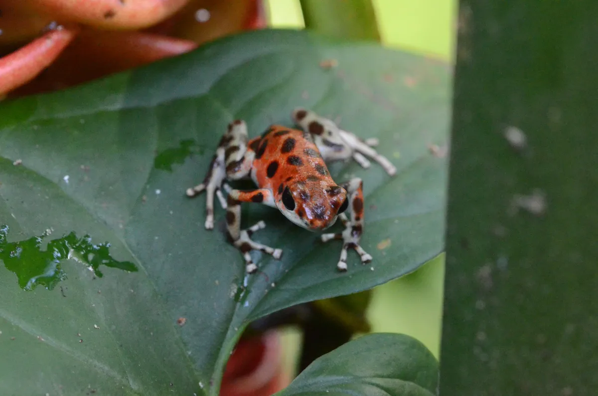 Rana Venenosa de Fresa